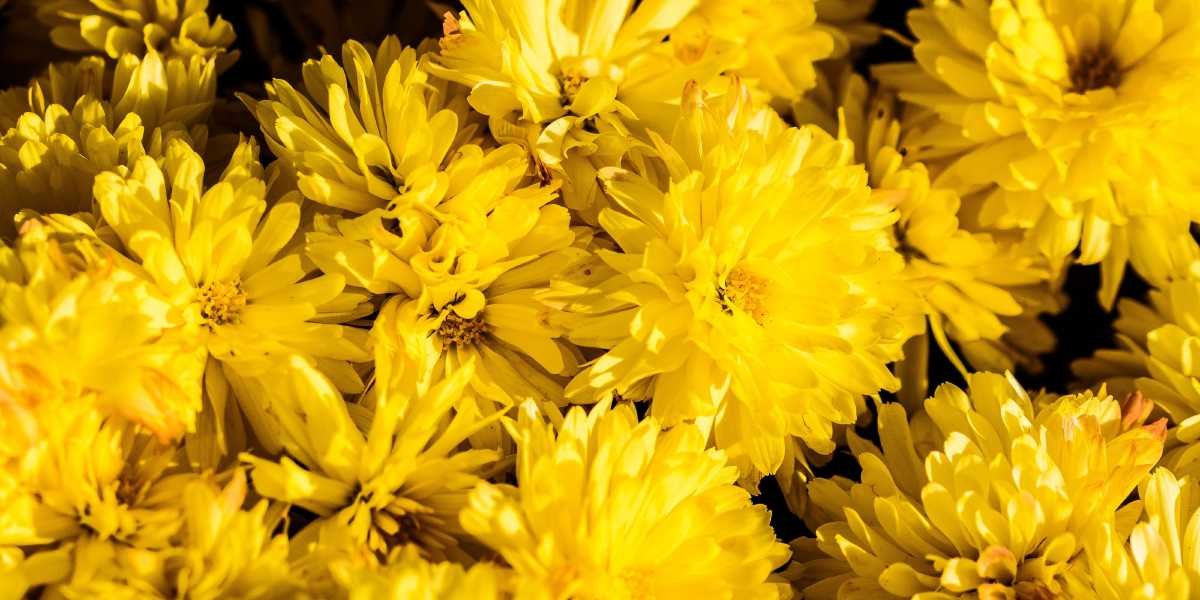 Porque eu escrevi o PGP